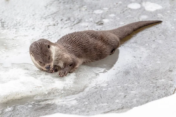 氷の上で休んでいるカワウソ — ストック写真