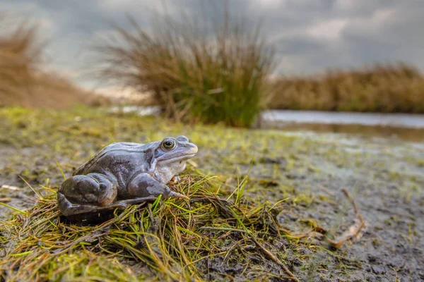 Niebieski żaba moczarowa w hodowli siedliska — Zdjęcie stockowe