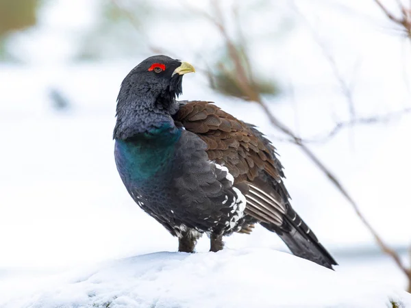 Western capercaillie wood grouse looking — Stock Photo, Image