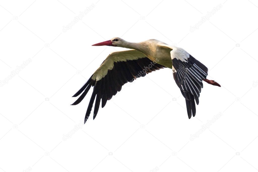 Flying Stork on white background