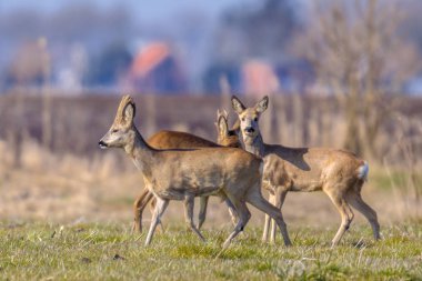 Kentleşmiş grup Karaca