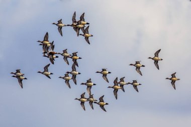 Eursasian wigeon sürüsü