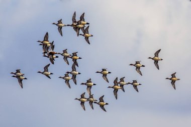 Flock of Eursasian wigeon clipart
