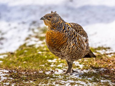 Female Western capercaillie in winter landscape clipart