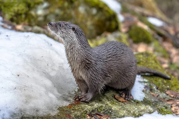 Otter on river bank — Stock Photo, Image