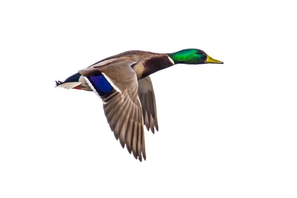 Flying Mallard duck on white — Stock Photo, Image