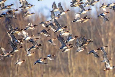 Geçiş Avrasya wigeon ördek sürüsü