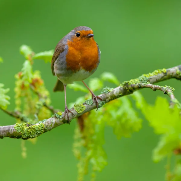 Robin perched on oak branch with fresh leaves — Stock Photo, Image