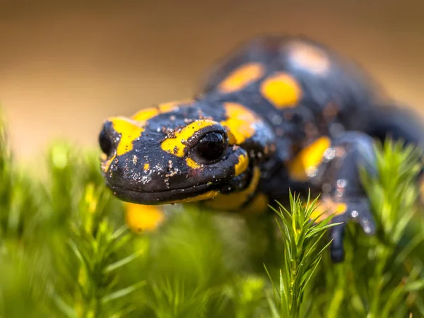Zblízka newt salamander oheň v jeho přirozeném prostředí — Stock fotografie
