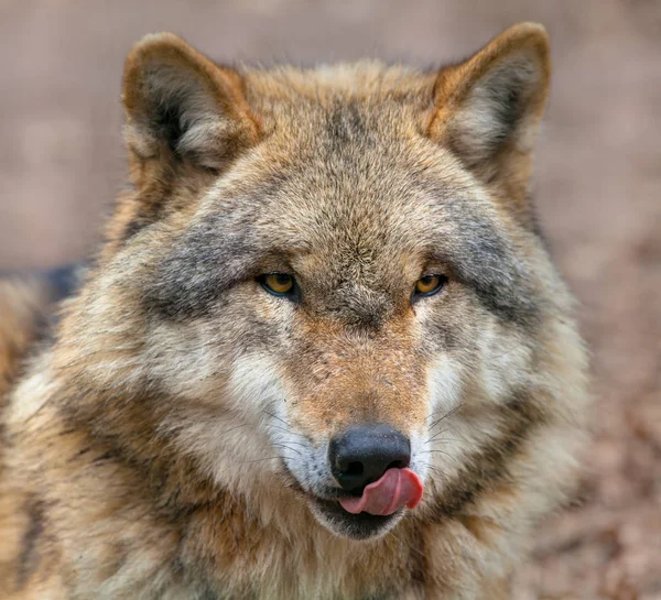 Grey Wolf zijn bek likken — Stockfoto