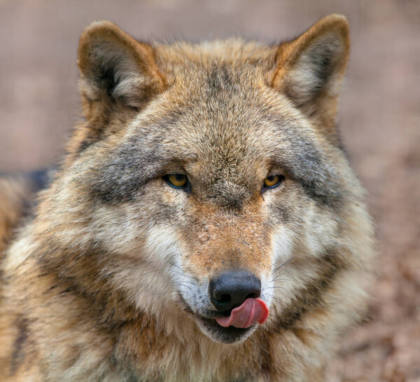Grey Wolf licking its mouth