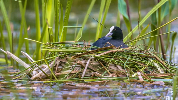 Breeding Common Coot — Stock Photo, Image