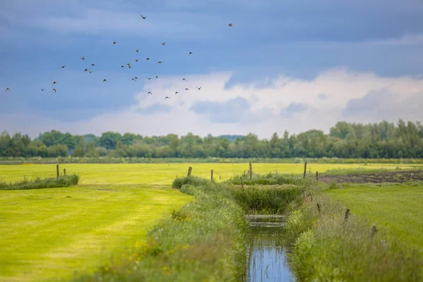 Agricultural landscape Netherlands — Stock Photo, Image