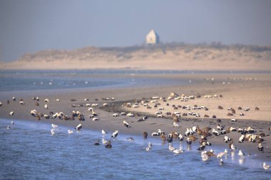 Birds on the shore of Rottumerplaat clipart