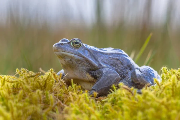 Blauer Moorfrosch Seitenansicht — Stockfoto