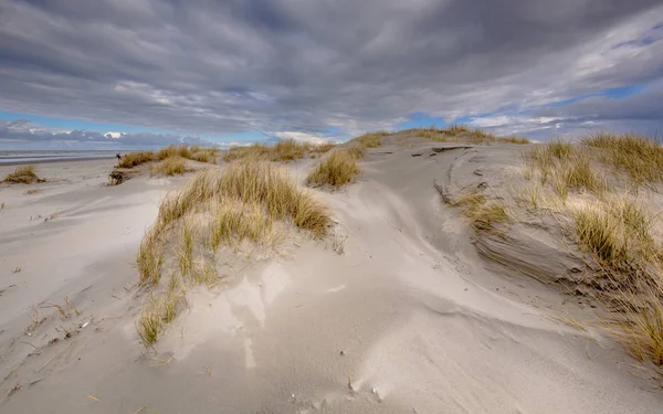 Giovani dune costiere — Foto Stock