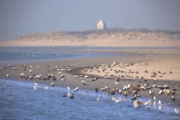 Fåglar på stranden av Rottumerplaat — Stockfoto