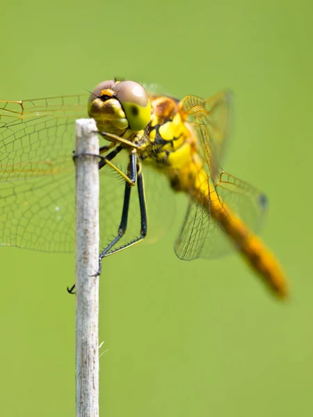 Sympetrum 蜻蜓休息 — 图库照片