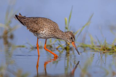 Ortak Redshank yürüyen kuş