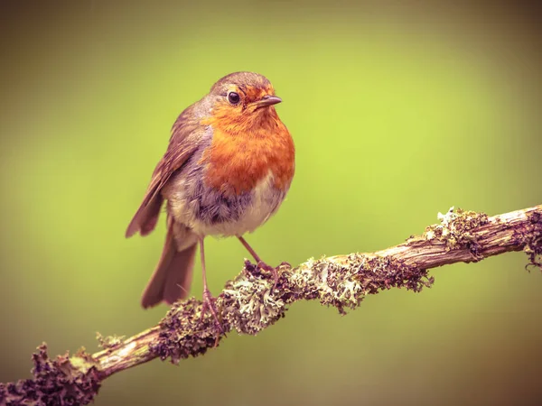 Robin perched on a branch in retrolook — Stock Photo, Image