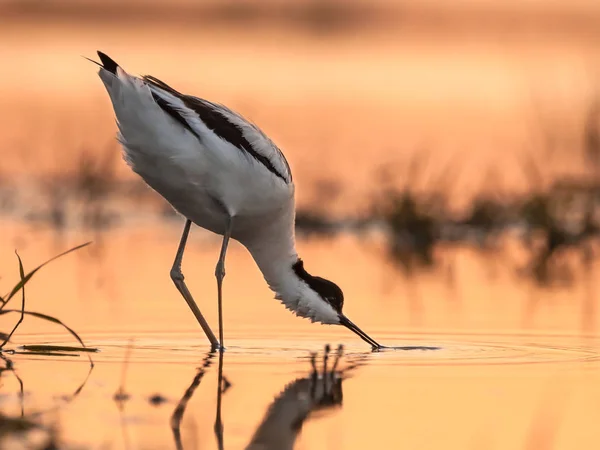 Foraging pied avocet picking up food from water — Stock Photo, Image