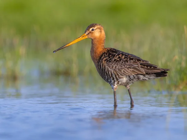 Negro cola Godwit en humedal — Foto de Stock