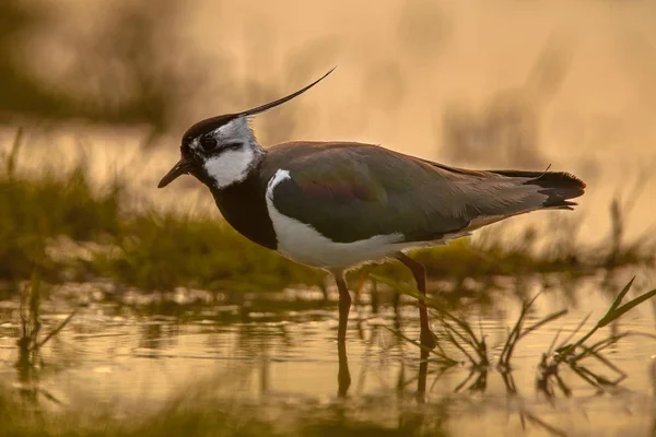 Atrás iluminado macho nórdico lapwing sillhouette — Foto de Stock