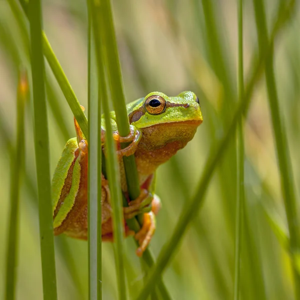 Tree frog peeking from behind rush square — Stock Photo, Image
