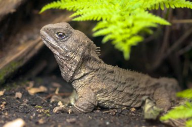 Tuatara yerel Yeni Zelanda sürüngen
