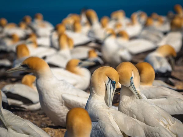 Courting gannets in colony new zealand — Stock Photo, Image