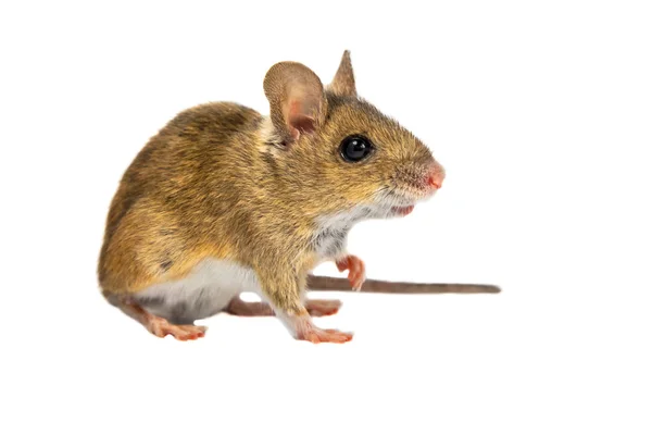 Carino campo mouse su bianco — Foto Stock