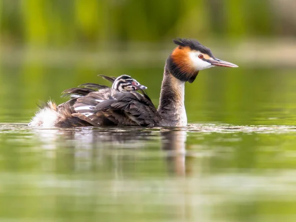 Grande grebe de crista nadando com pintos — Fotografia de Stock