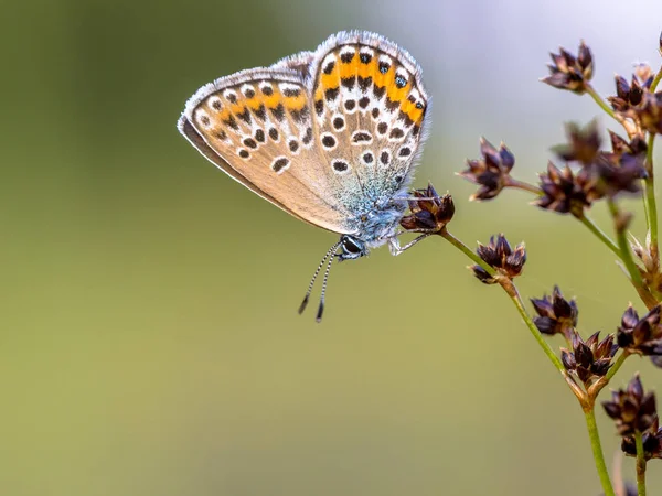 Самка серебристая шипованная синяя бабочка отдыхает и спит на русовых — стоковое фото