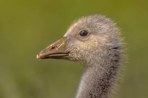 Cute Head of Greylag goose — Stock Photo, Image