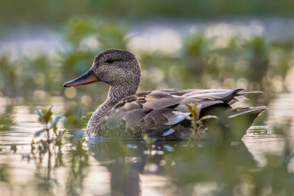 Männchen schwimmt im Feuchtgebiet im Morgenlicht — Stockfoto