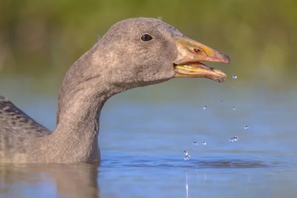 Simning Greylag goose fågel dricksvatten — Stockfoto