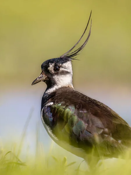 Dikey otlak habitat içinde Kuzey kız kuşu portresi — Stok fotoğraf