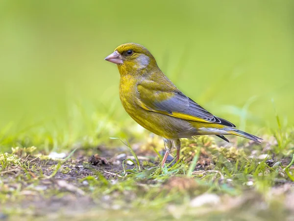 Greenfinch ยุโรปในสวนหลังบ้านที่มีพื้นหลังสีเขียว — ภาพถ่ายสต็อก