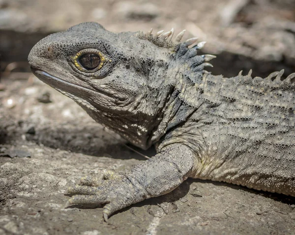 Retrato principal de Tuatara — Fotografia de Stock