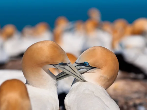 Coppia di gannets corteggiamento in colonia Nuova Zelanda — Foto Stock
