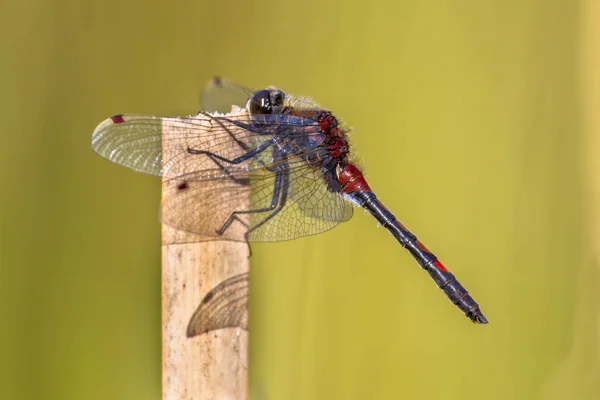 Ruby Bělobrad dragonfly — Stock fotografie