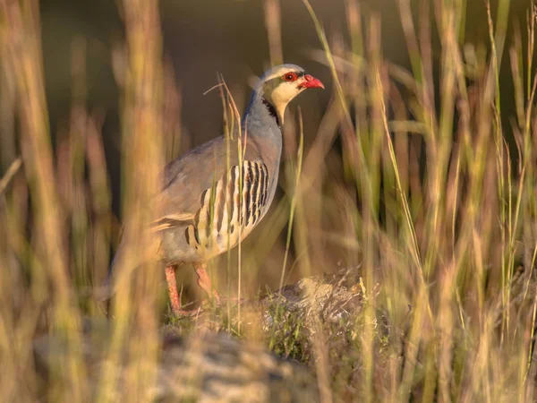 Perdrix chukar regardant à travers la végétation — Photo