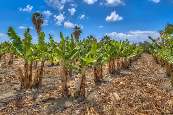 Органічні банан плантацію на острові Кіпр — стокове фото