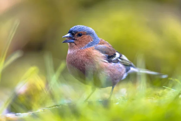 Chaffinch forrageamento na grama no gramado — Fotografia de Stock