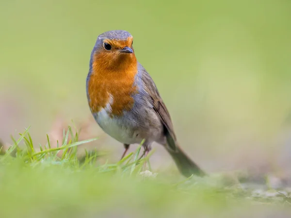 Mirando hacia los lados Robin con fondo verde brillante — Foto de Stock