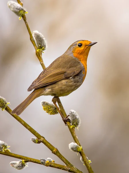 Robin on pussy willow — Stock Photo, Image