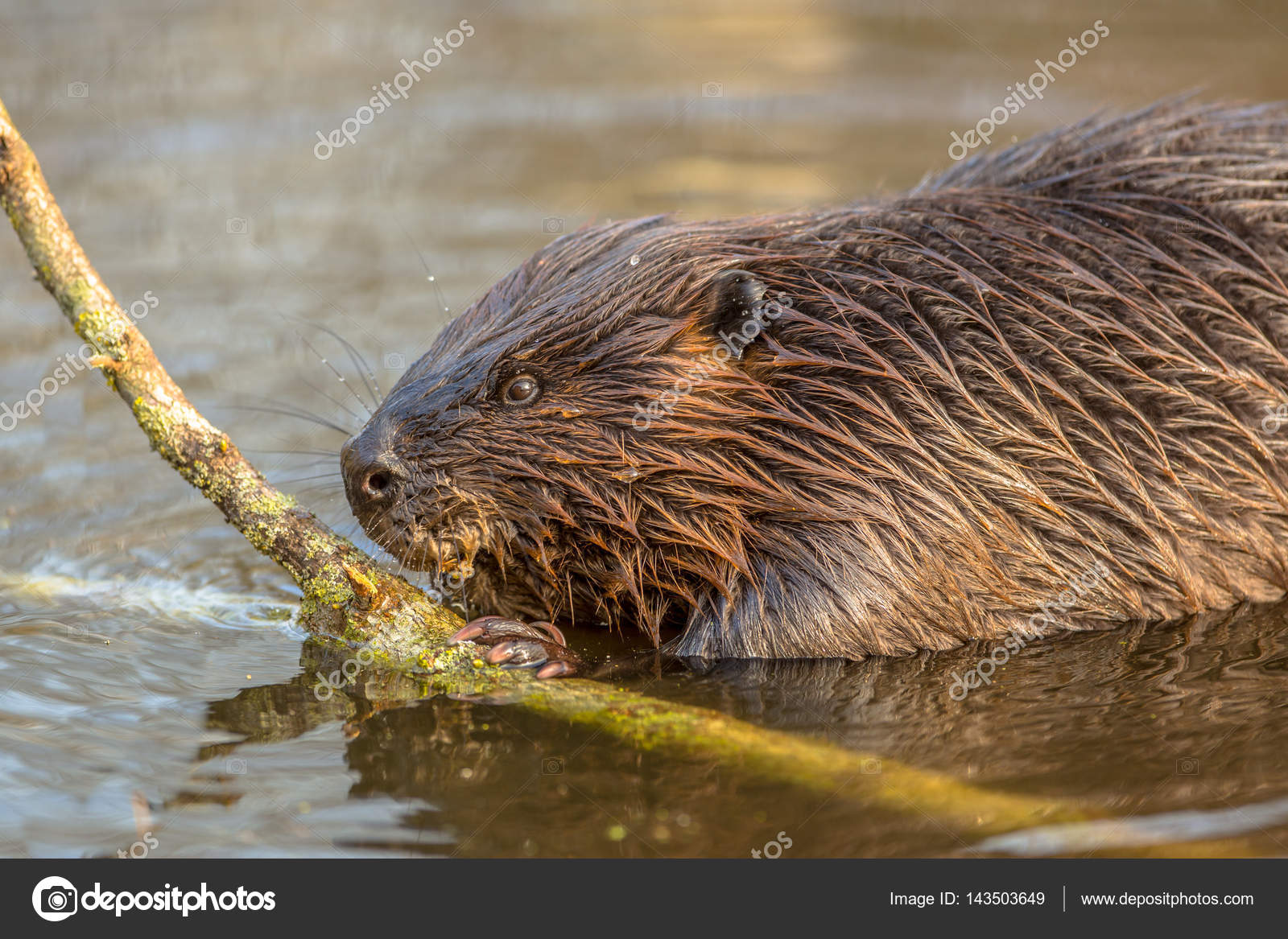 eurasian beaver in water \u2014 stock photo © creativenature 143503649 Minnesota Beaver in Water eurasian beaver in water \u2014 stock photo