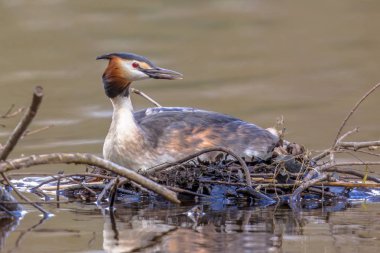 Yuva üzerinde büyük tepeli batağan uyarı
