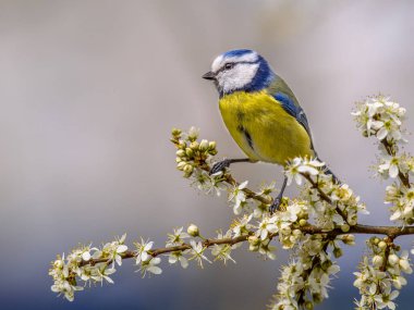 Mavi baştankara çiçeği ile dal üzerinde