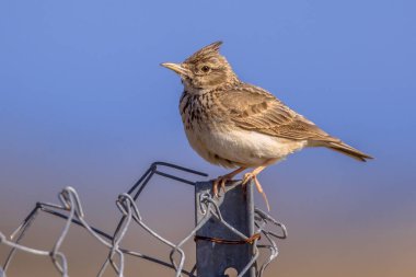 Crested lark  on metal fence clipart